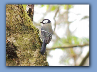 Great Tit. Hetton Bogs. 11th April 2024 2.jpg